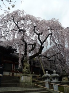 Nara - Sanctuaire Himuro