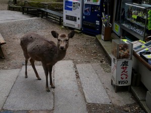 Nara - Biche et appat