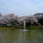 Tôkyô - Harajuku - Parc de Yoyogi