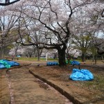 Tôkyô - Harajuku - Parc de Yoyogi