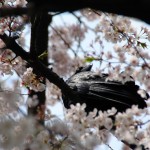 Tôkyô - Harajuku - Parc de Yoyogi