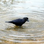 Tôkyô - Harajuku - Parc de Yoyogi