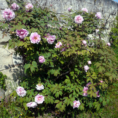 pivoine 2009