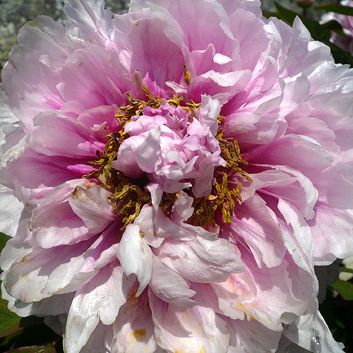 pivoine 2009