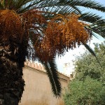 Rabat - Kasbah des Oudayas