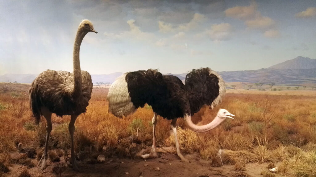 American Museum of Natural History - Diorama