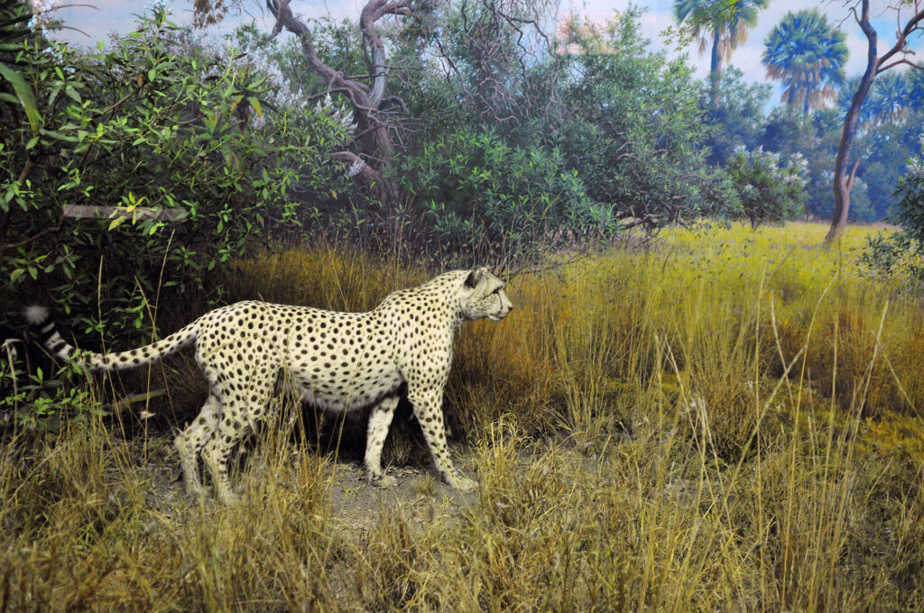 American Museum of Natural History - Diorama