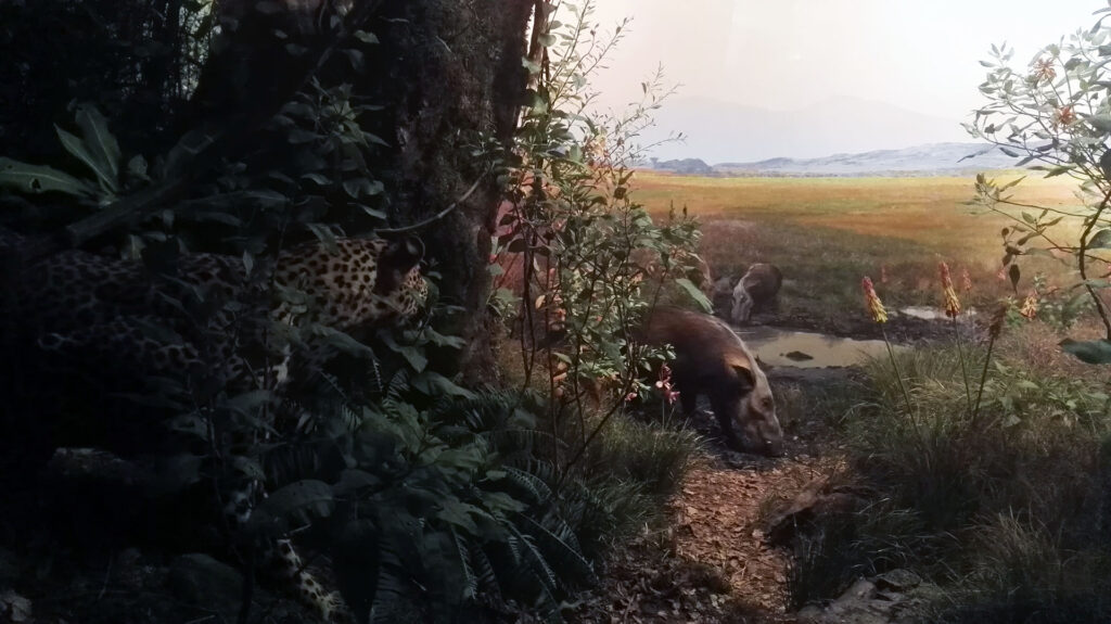 American Museum of Natural History - Diorama