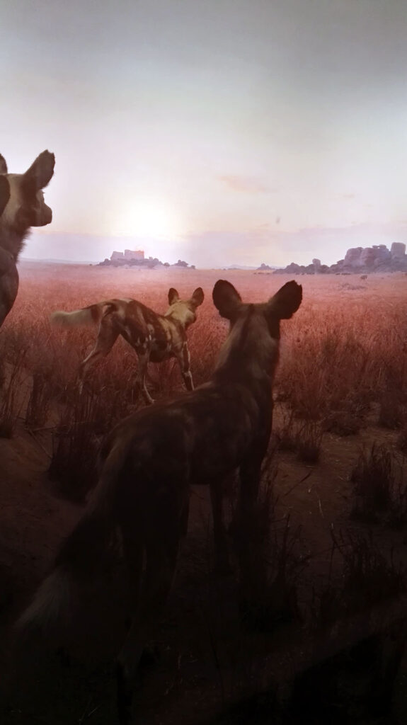 American Museum of Natural History - Diorama