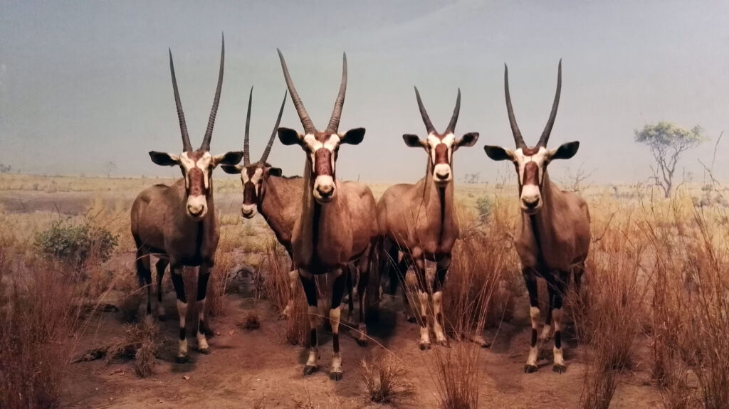 American Museum of Natural History - Diorama