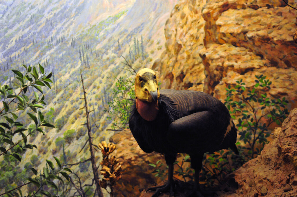 American Museum of Natural History - Diorama
