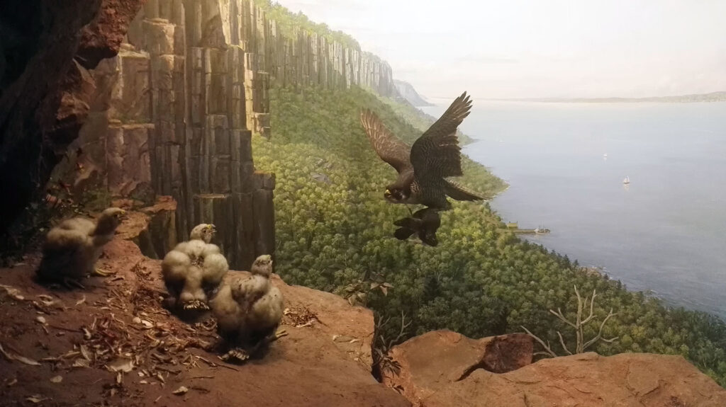 American Museum of Natural History - Diorama