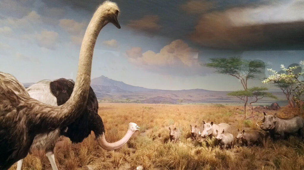 American Museum of Natural History - Diorama