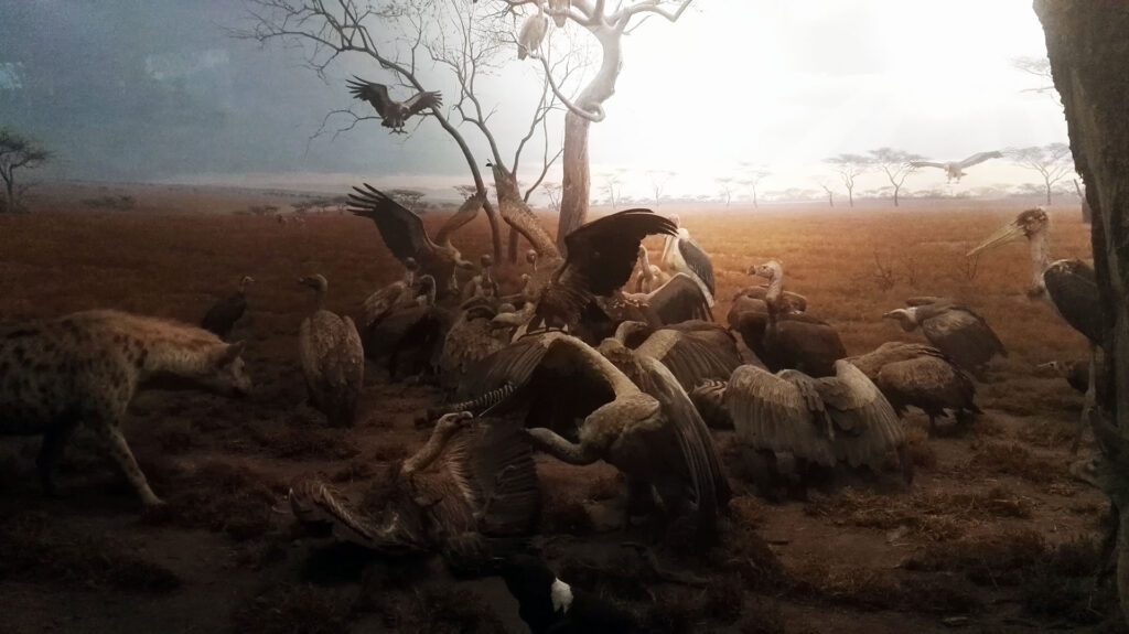 American Museum of Natural History - Diorama