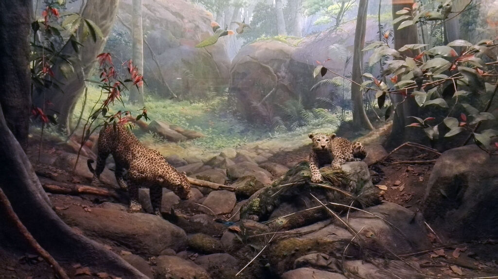American Museum of Natural History - Diorama