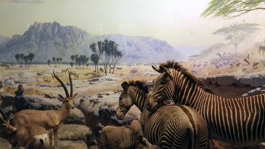 American Museum of Natural History - Diorama