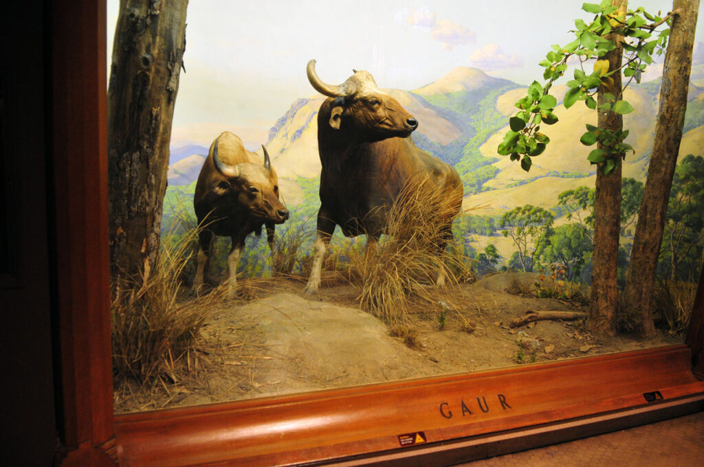 American Museum of Natural History - Diorama