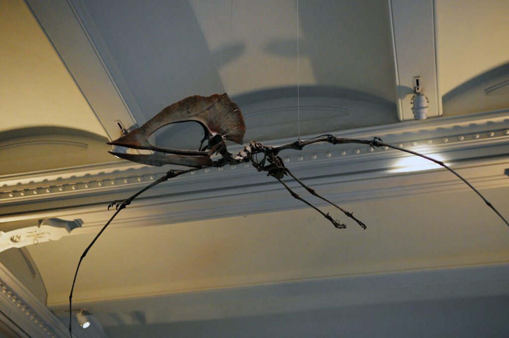 American Museum of Natural History