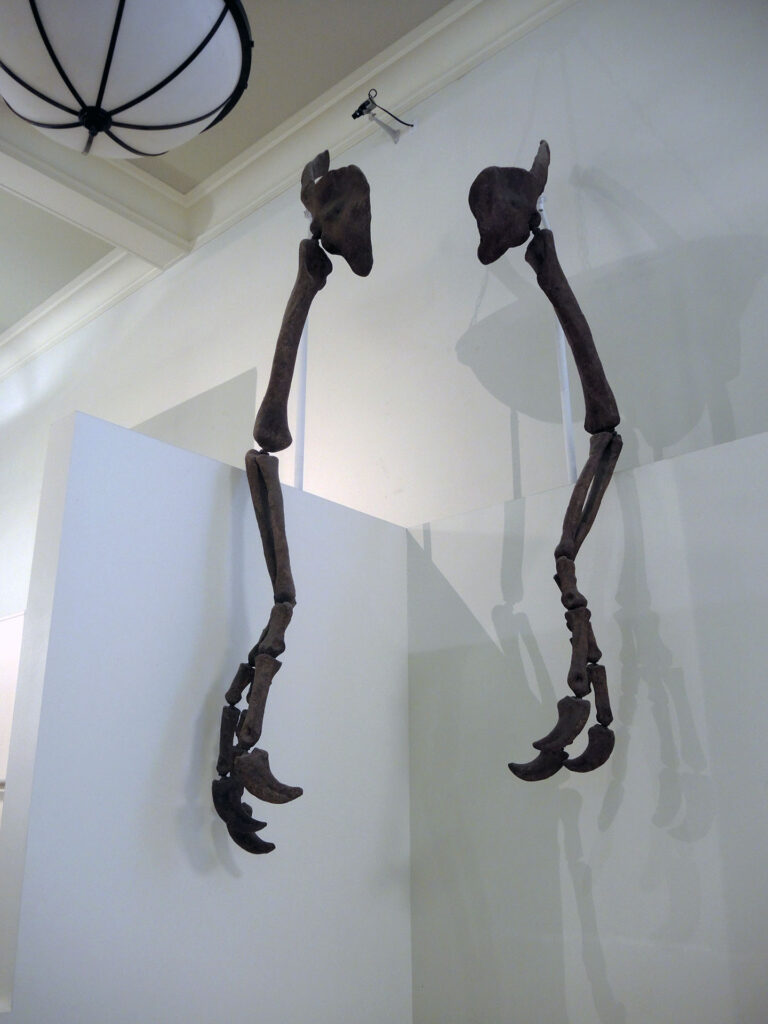 American Museum of Natural History