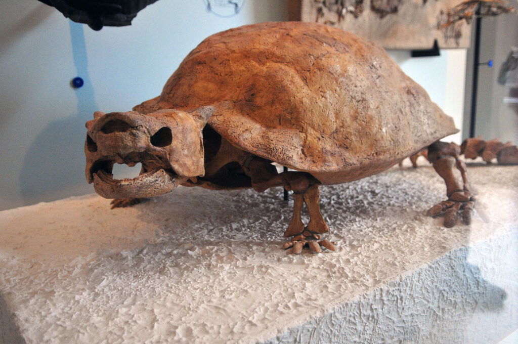 American Museum of Natural History