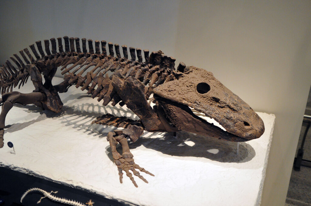 American Museum of Natural History