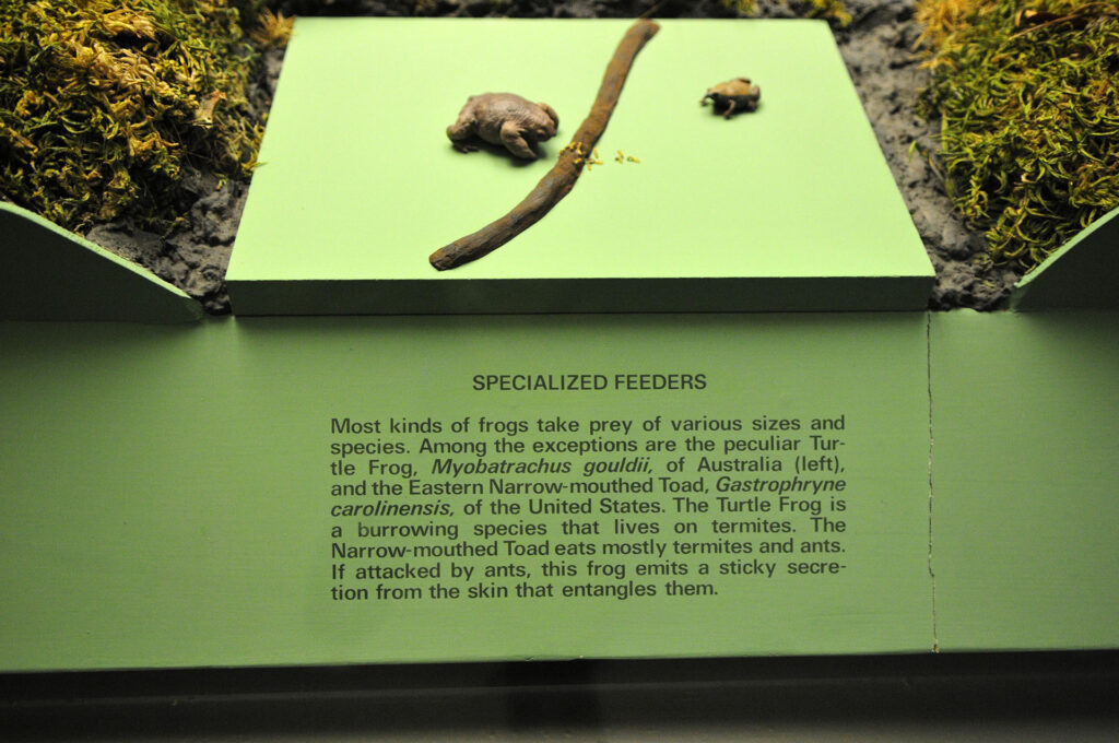 American Museum of Natural History