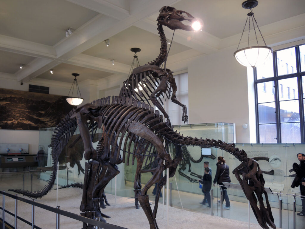 American Museum of Natural History