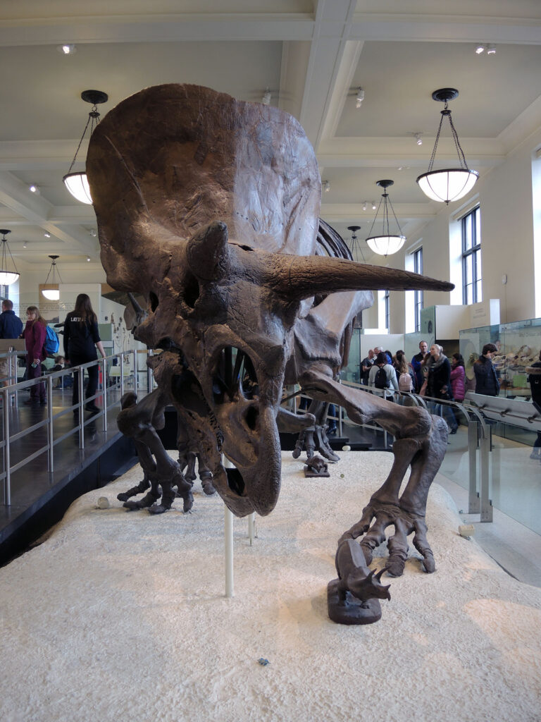 American Museum of Natural History
