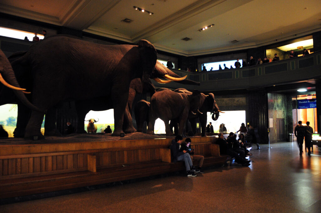 American Museum of Natural History