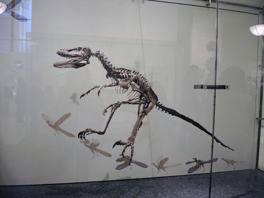 American Museum of Natural History