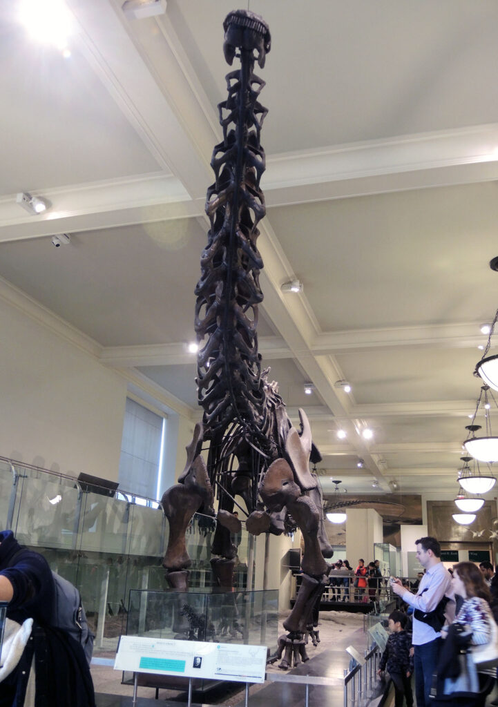 American Museum of Natural History