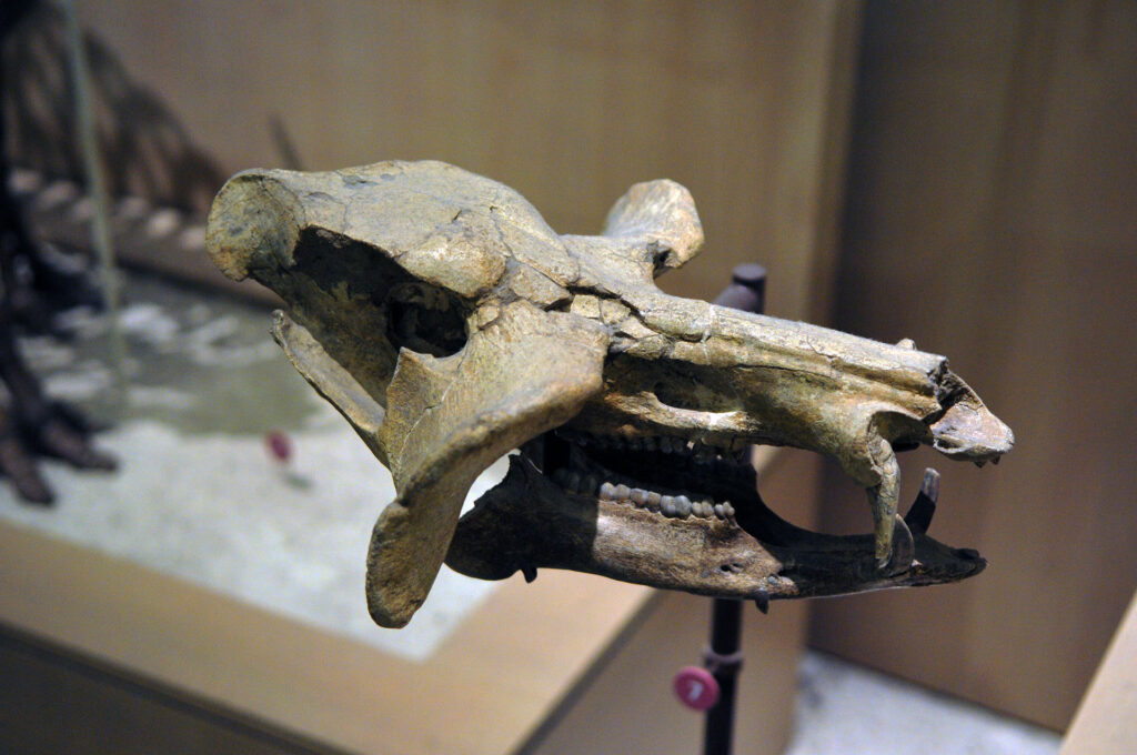 American Museum of Natural History