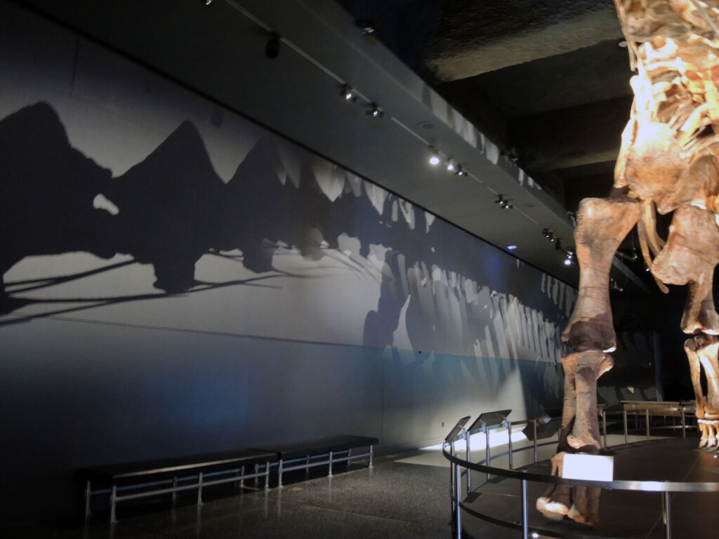 American Museum of Natural History