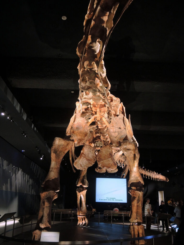 American Museum of Natural History