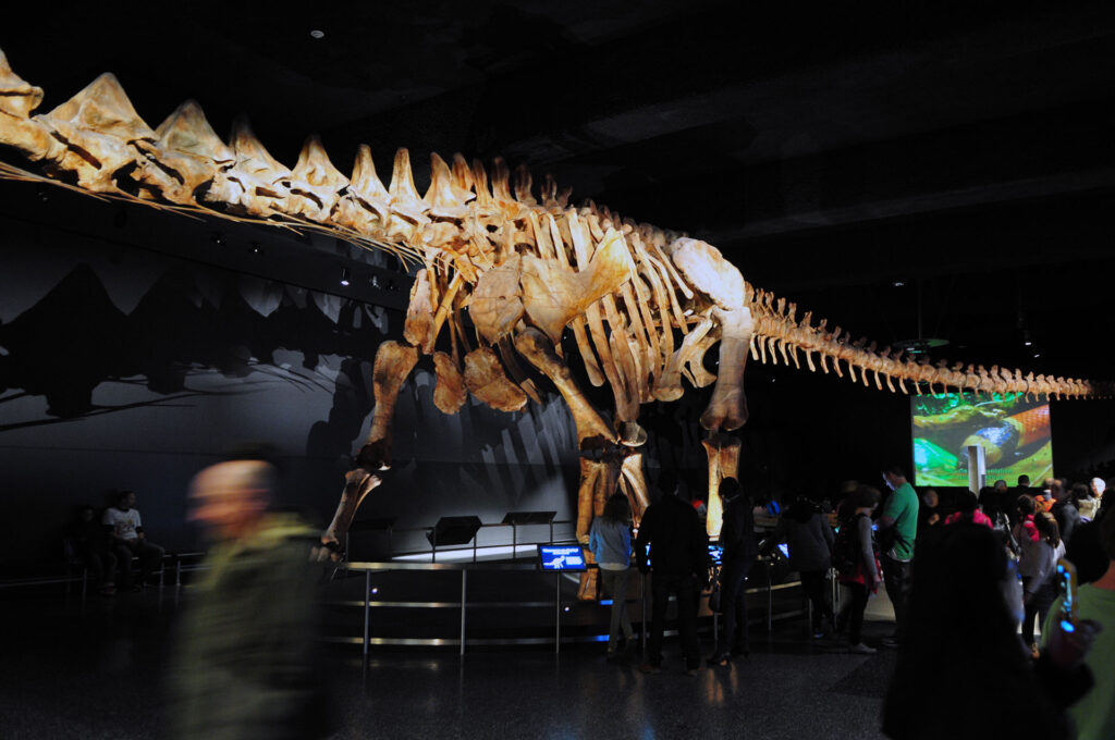 American Museum of Natural History