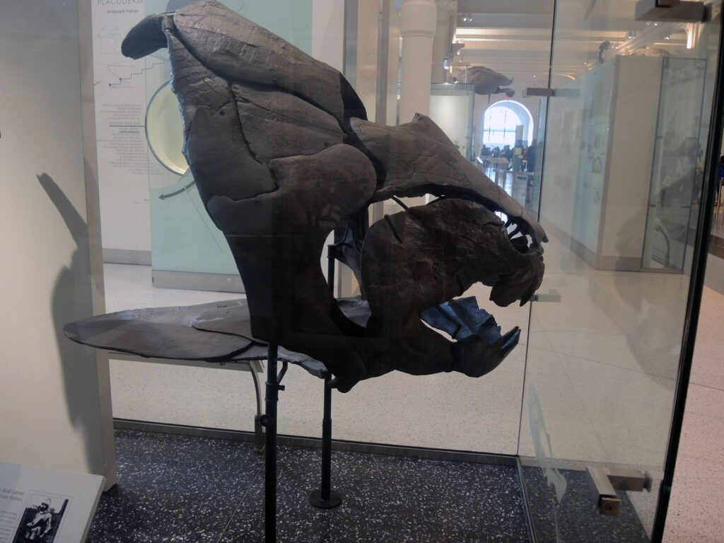 American Museum of Natural History