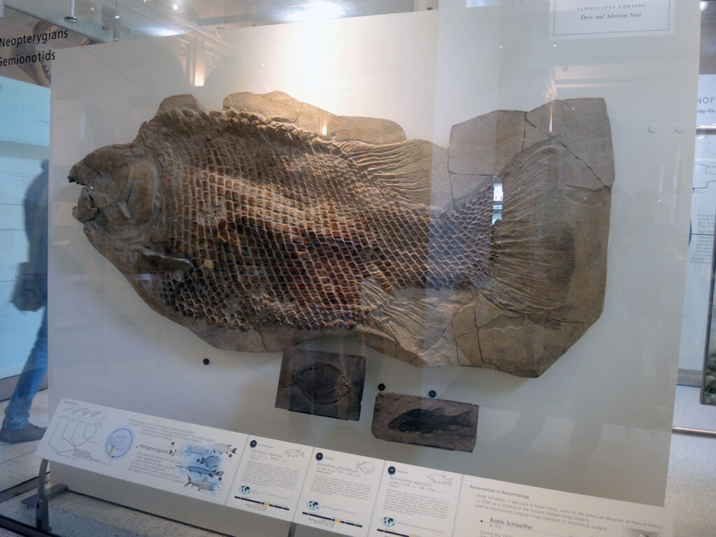 American Museum of Natural History