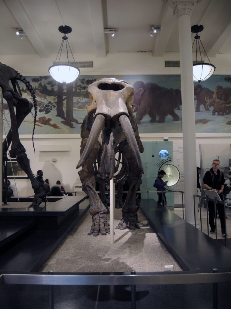 American Museum of Natural History