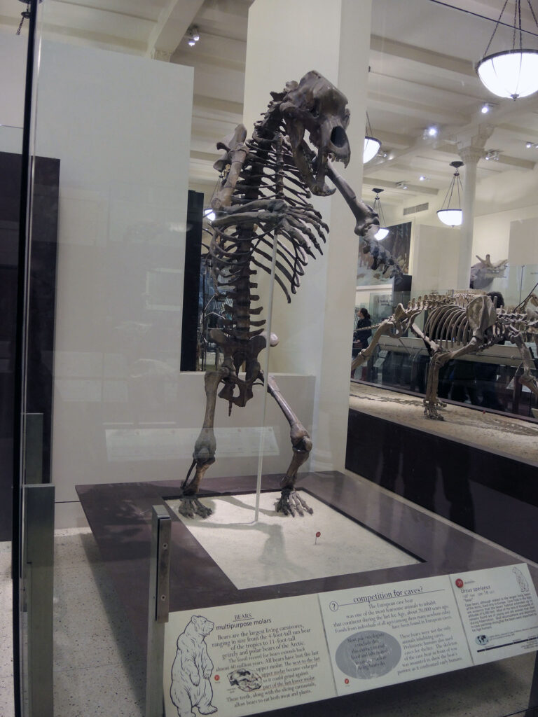 American Museum of Natural History