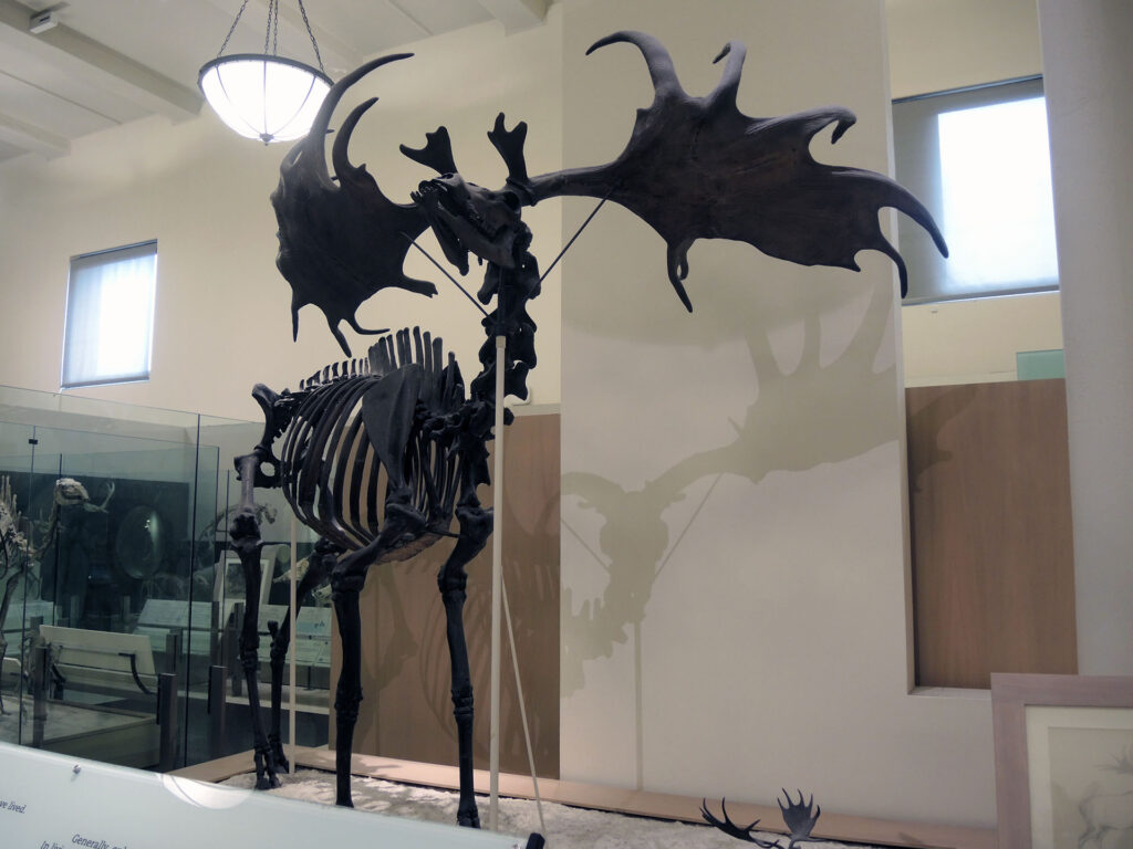 American Museum of Natural History