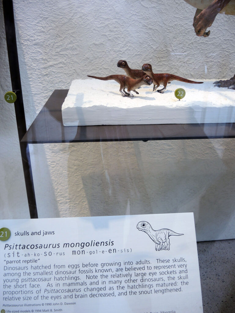 American Museum of Natural History