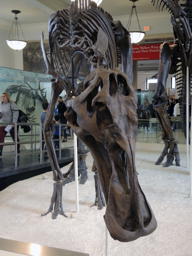 American Museum of Natural History