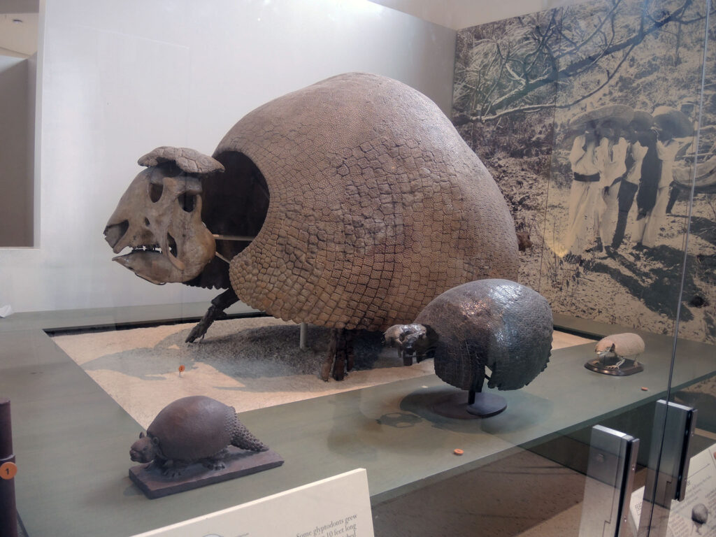 American Museum of Natural History