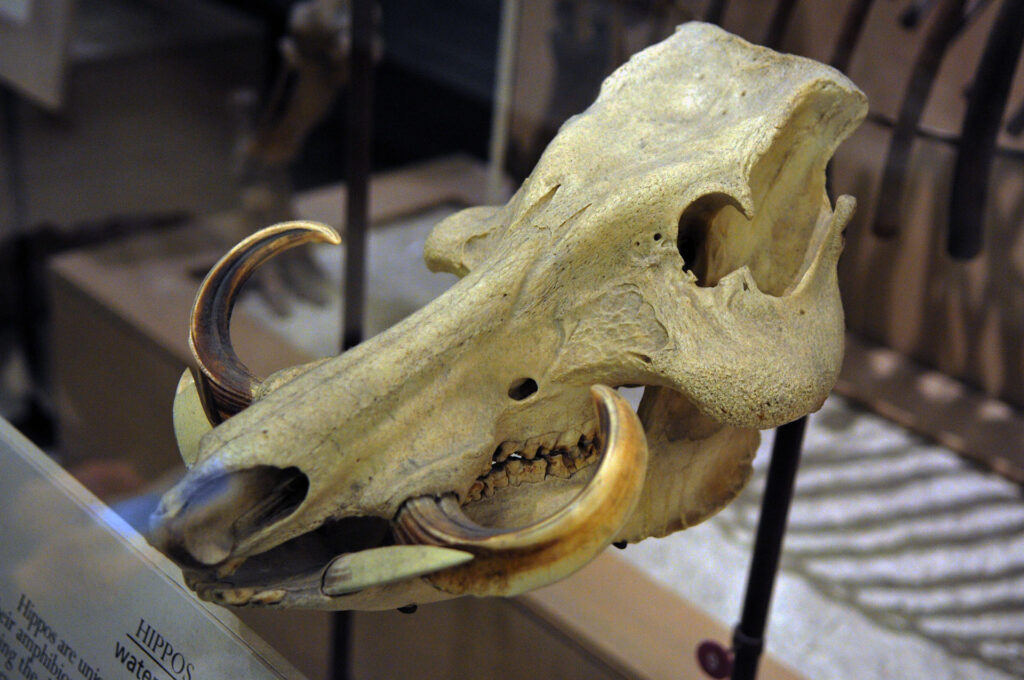 American Museum of Natural History