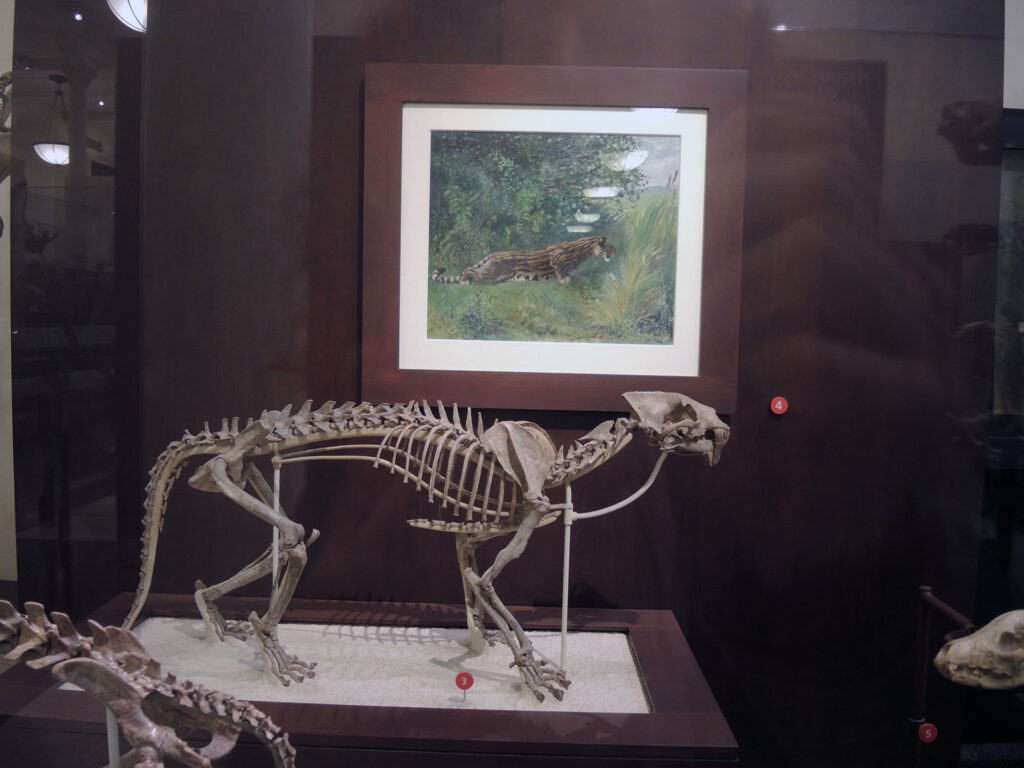 American Museum of Natural History