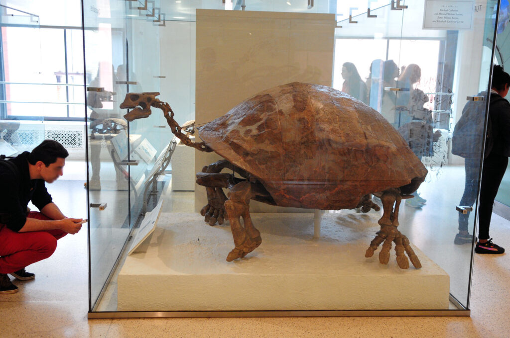 American Museum of Natural History