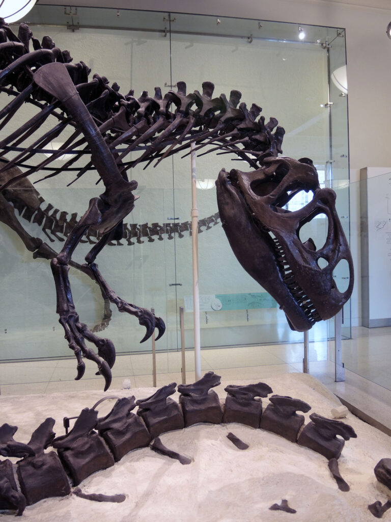 American Museum of Natural History