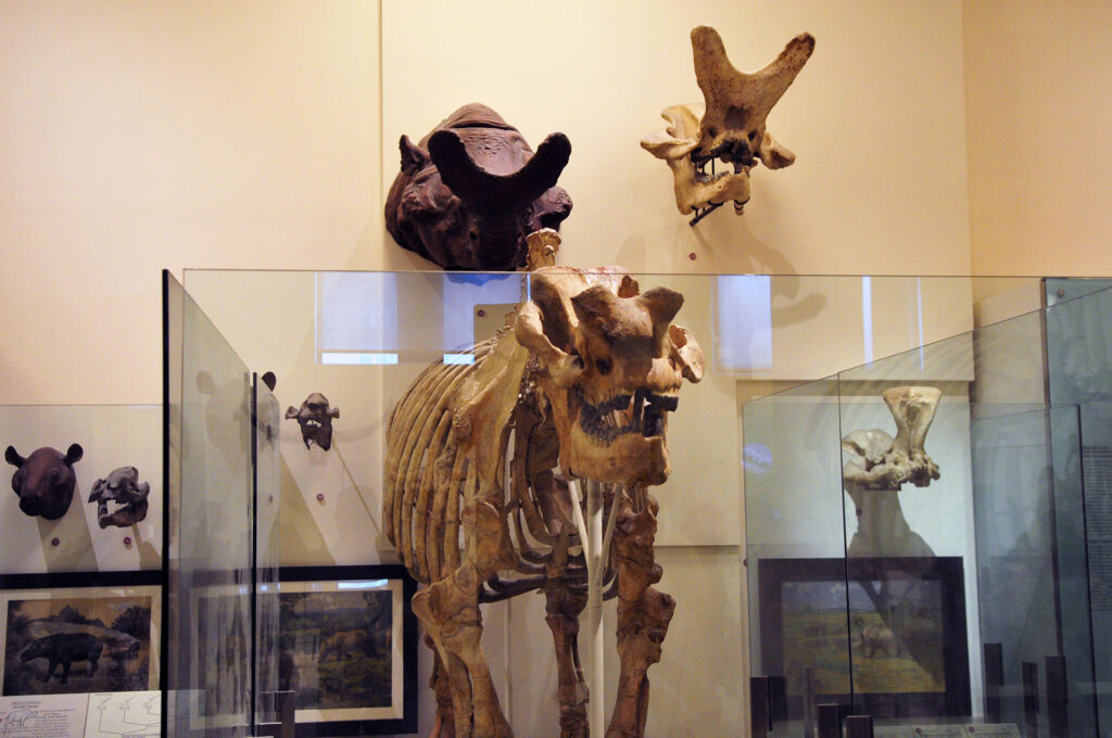 American Museum of Natural History