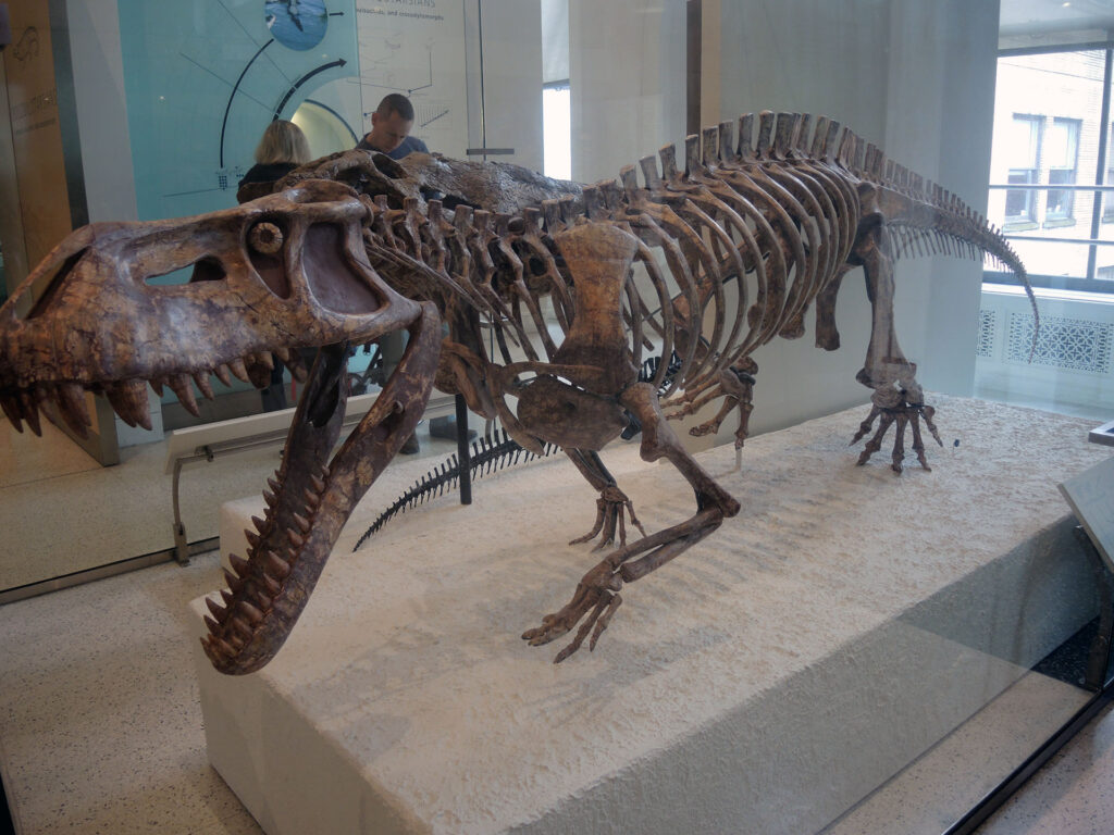 American Museum of Natural History