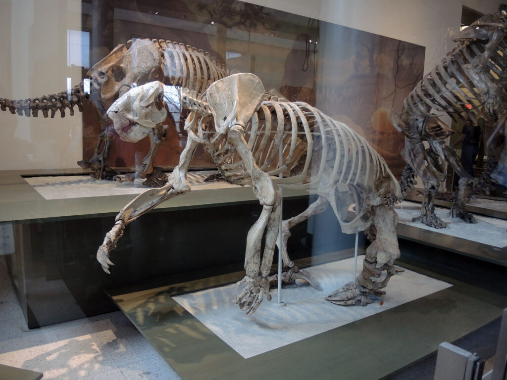 American Museum of Natural History